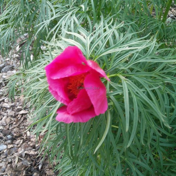 Rootsi pojeng  paeonia bergiana