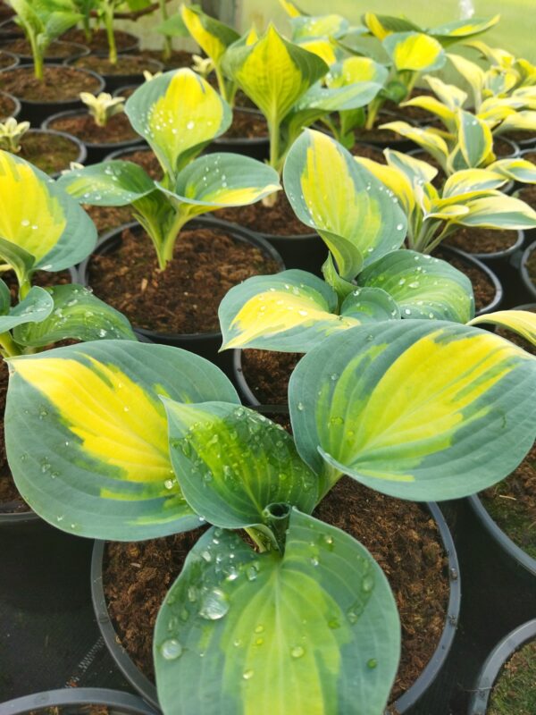 Hosta 'Forbidden Fruit'