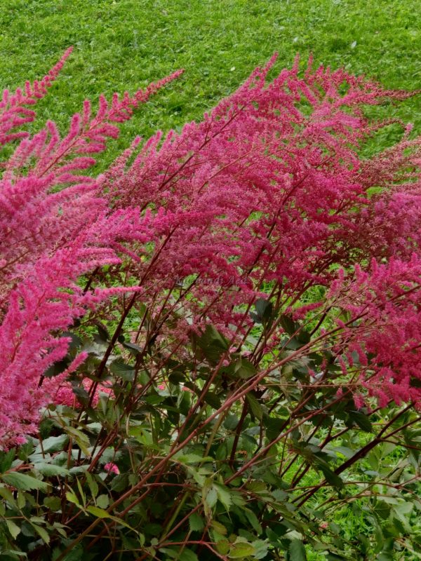 Astilbe Mighty 'Chocolate Cherry'