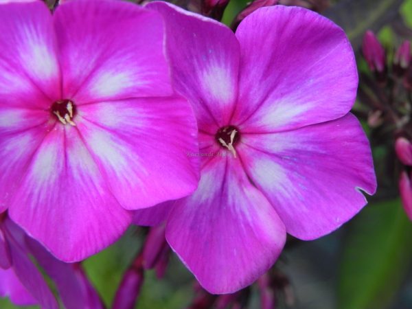 Phlox paniculata  'Sweet Summer Suprise' aed-leeklill