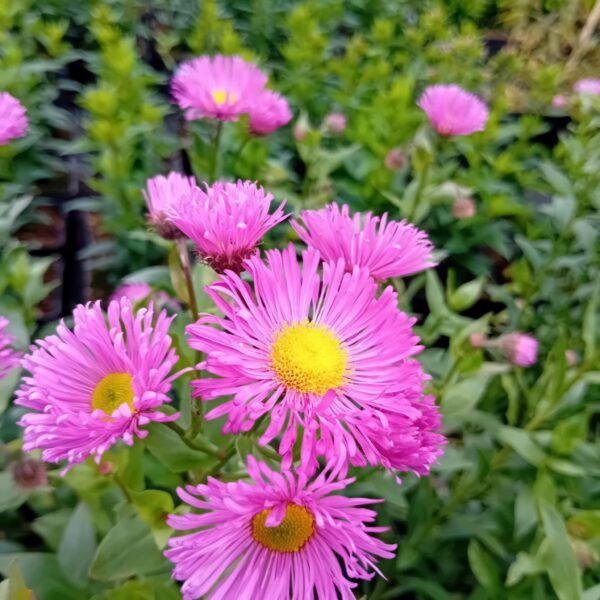Erigeron hybr 'Rotes Meer'  aed õnnehein
