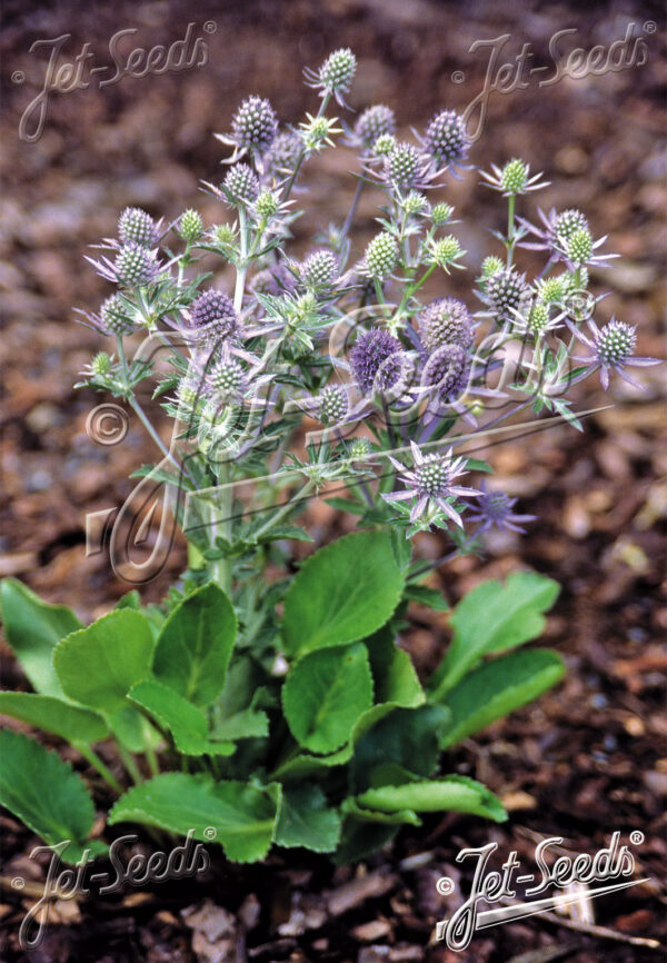 Eryngium planum 'Blue Hobbit'  lamedalehine ogaputk