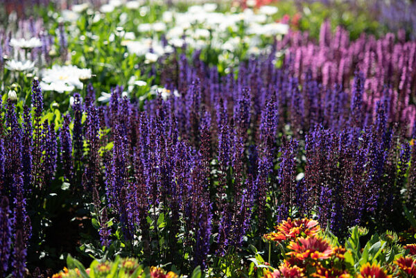 Salvia nemorosa 'Midnight Purple' UUS metssalvei