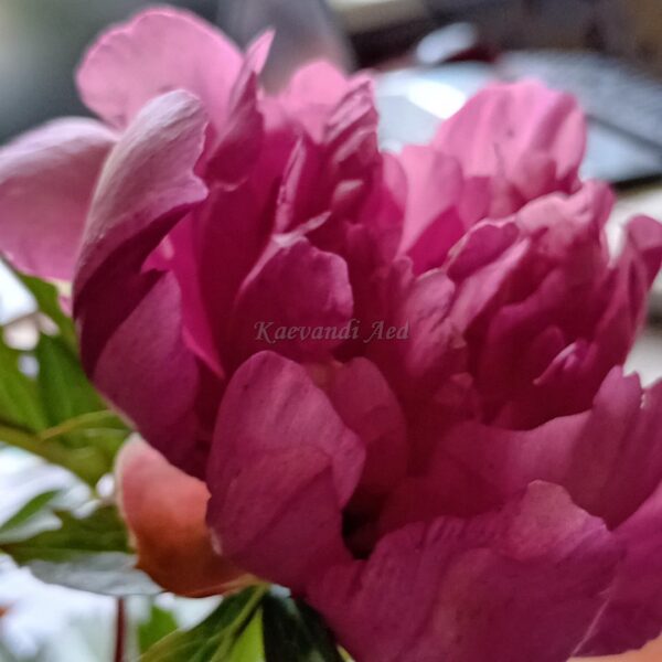 Pojeng itoh 'Pink Double Dandy' UUS