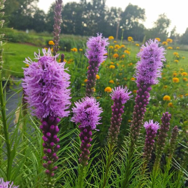 Liatris spicata 'Floristan Violett'  tähkjas liatris