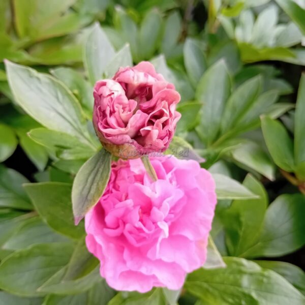 Pojeng 'Carnation Bouquet' UUS