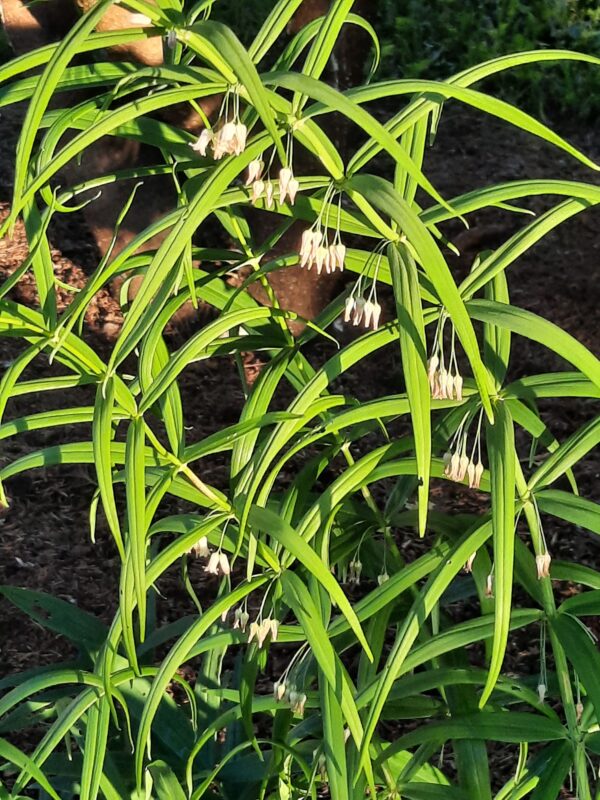 Polygonatum verticillatum   männas-kuutõverohi  UUS