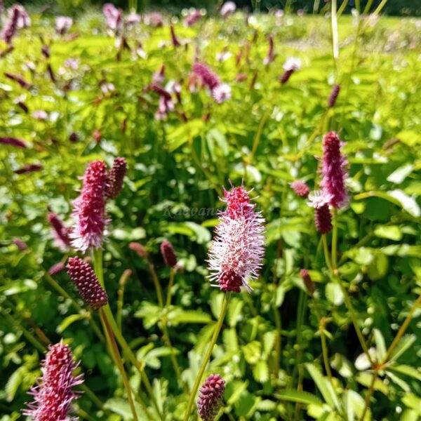 Sanguisorba menziesii UUS  ameerika punanupp
