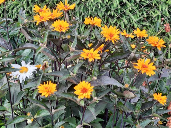 Heliopsis helianthoides 'Burning Hearts' UUS harilik päikesesilm