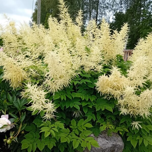 Aruncus dioicus  harilik kitseenelas UUS