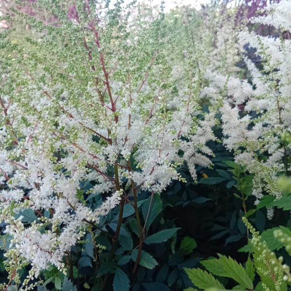 Astilbe ' Lucky Day'  astilbe UUS