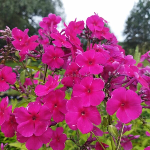 Phlox paniculata 'Sweet Summer Wine' aed-leeklill