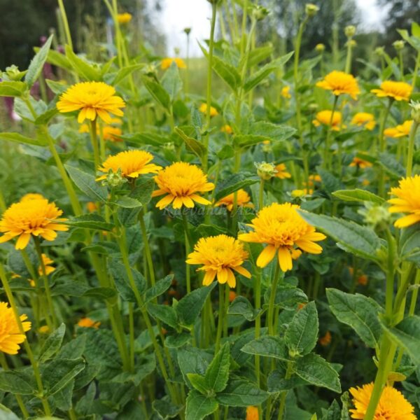 Heliopsis helianthoides 'Asahi' UUS harilik päikesesilm