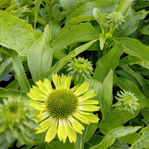 Echinacea purpurea Unica®'Verdana' UUS punane siilkübar