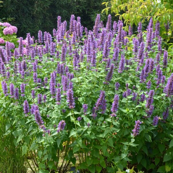 Agastache 'Blue Boa' UUS hiidiisop