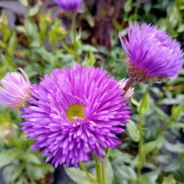 Erigeron hybr 'Schwarzes Meer'  UUS aed õnnehein