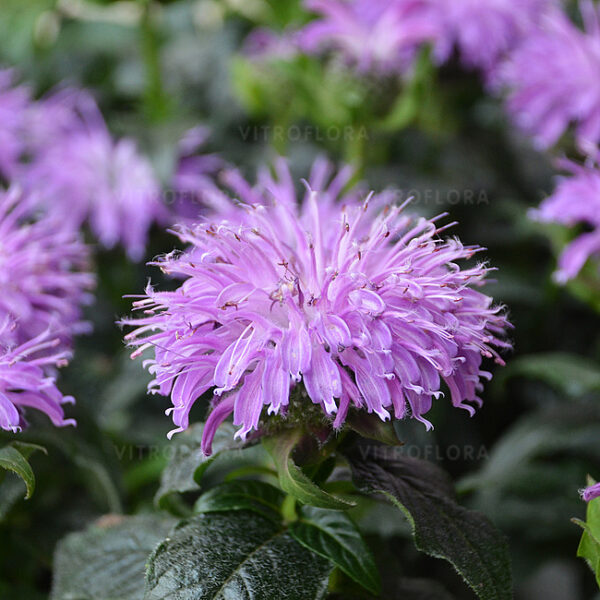 Monarda SUGAR BUZZ® 'Blue Moon' UUS