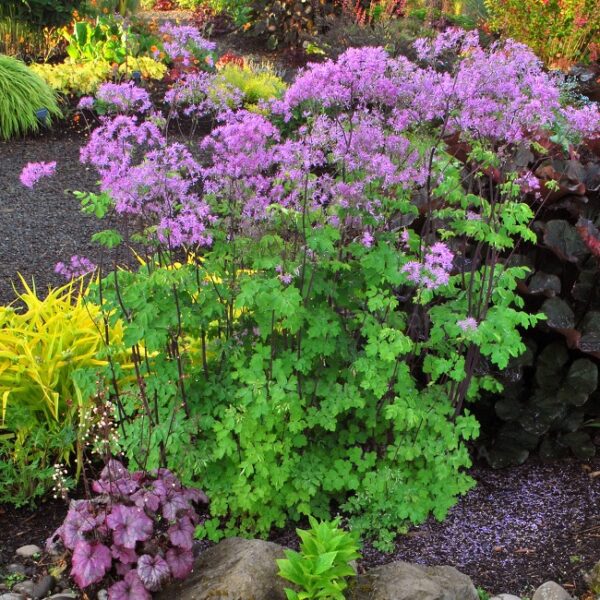 Thalictrum 'Black Stockings' UUS ängelhein