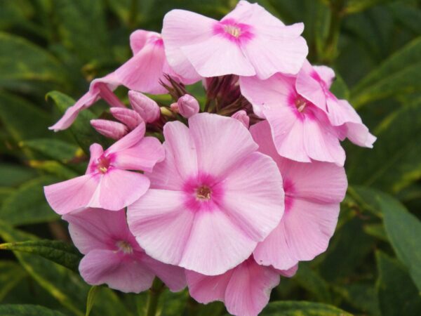 Phlox paniculata 'Elizabeth Arden' UUS aed-leeklill