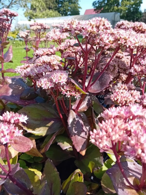 Sedum 'Matrona'  kukehari