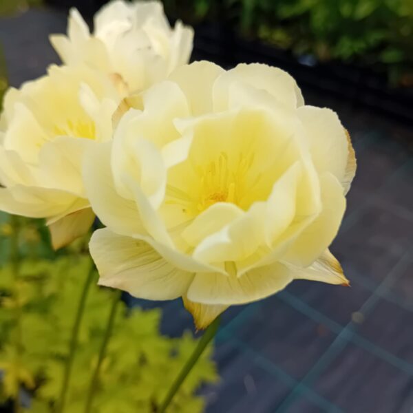 Trollius cultorum 'Alabaster'  UUS aed-kullerkupp
