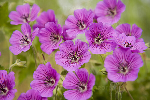 Geranium 'Pink Penny' Kurereha UUS