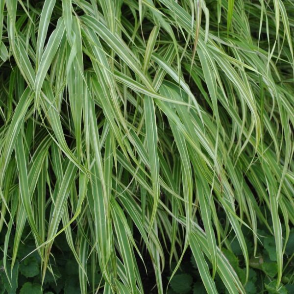 Hakonechloa macra 'Albo-striata' UUS Ainuroog