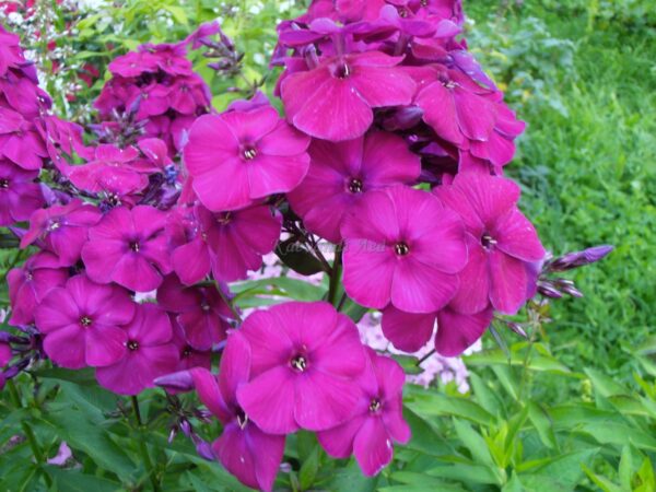 Phlox paniculata 'The King' UUS aed-leeklill