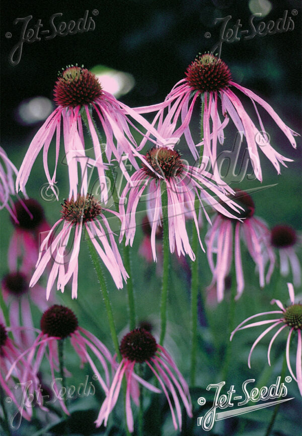 Echinacea pallida  kahkjas siilkübar