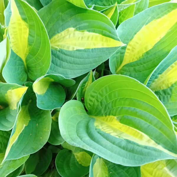 Hosta 'Striptise' UUS