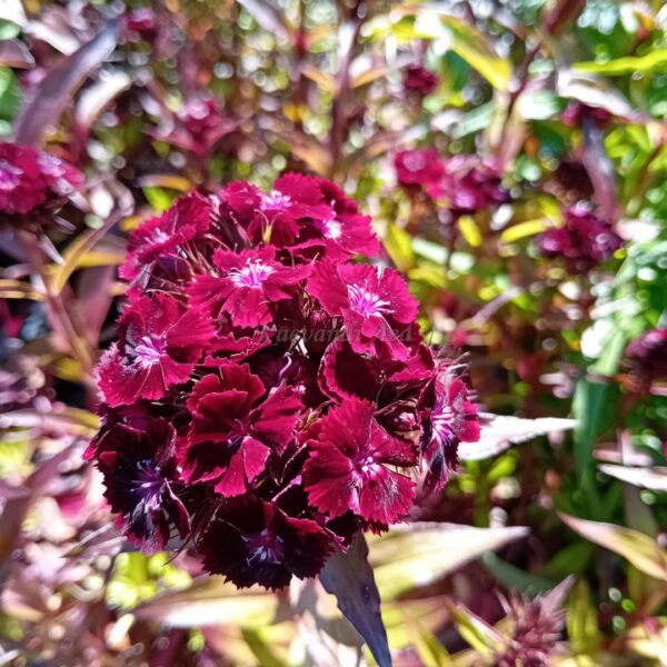 Dianthus barbatus 'Nigrescenc' habenelk
