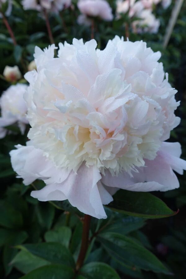 Pojeng 'Petticoat Flounce' UUS paljasjuurne
